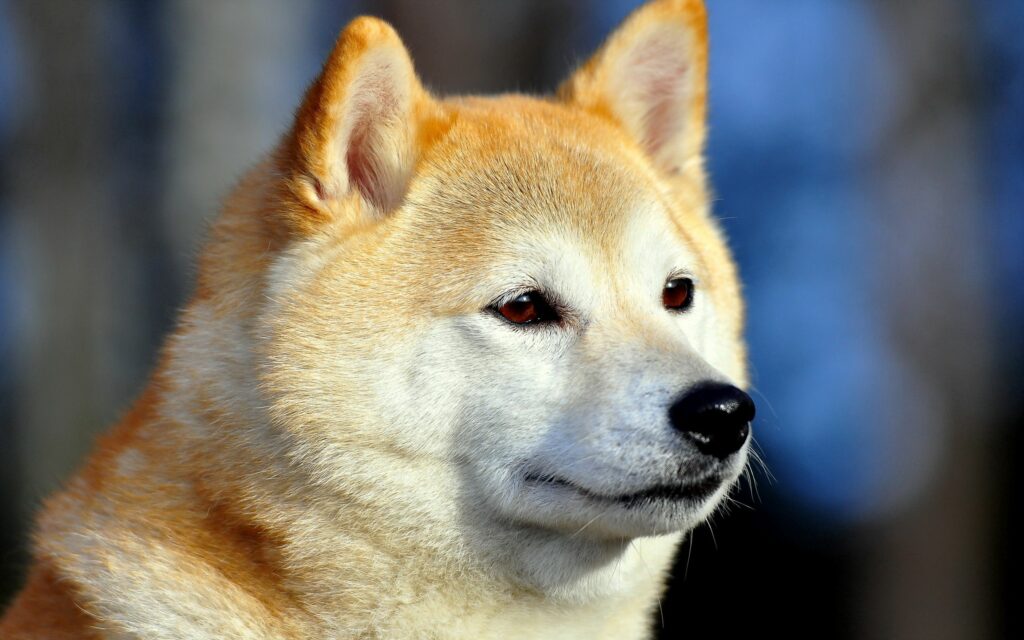 Expressive Akita Inu Close-Up: Noble Demeanor & Fur Details Wallpaper