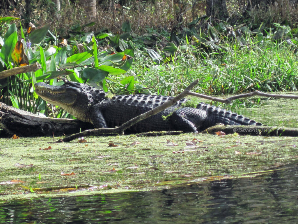 Close-Up Alligator on Log in Lush Swamp - Nature Wallpaper