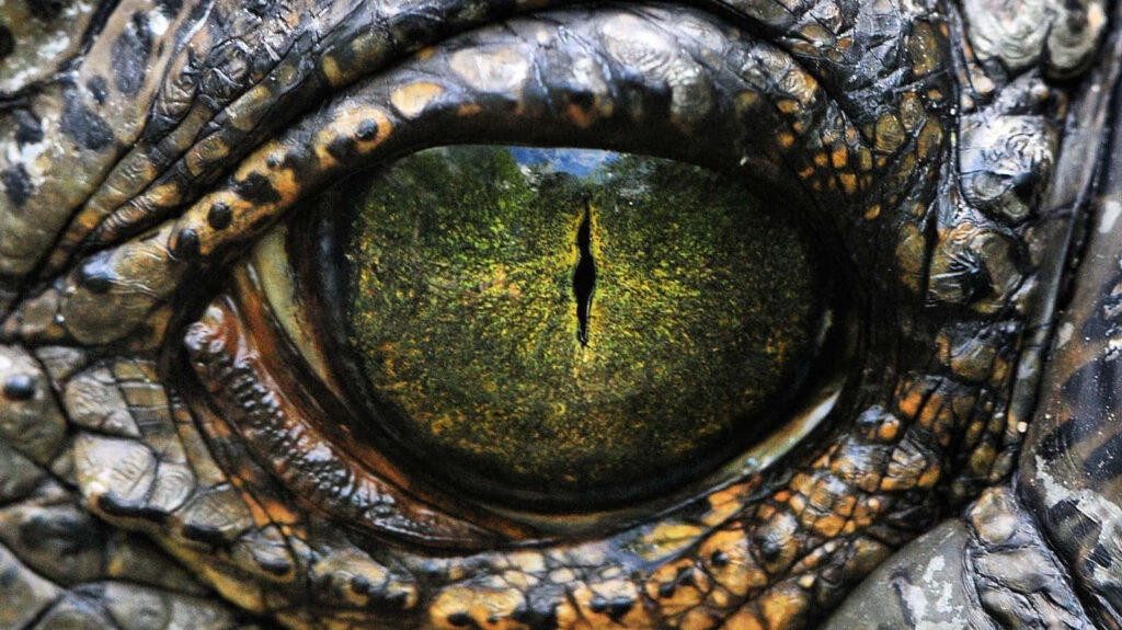 Intricate Alligator Eye Wallpaper: Depth & Textured Skin Close-Up