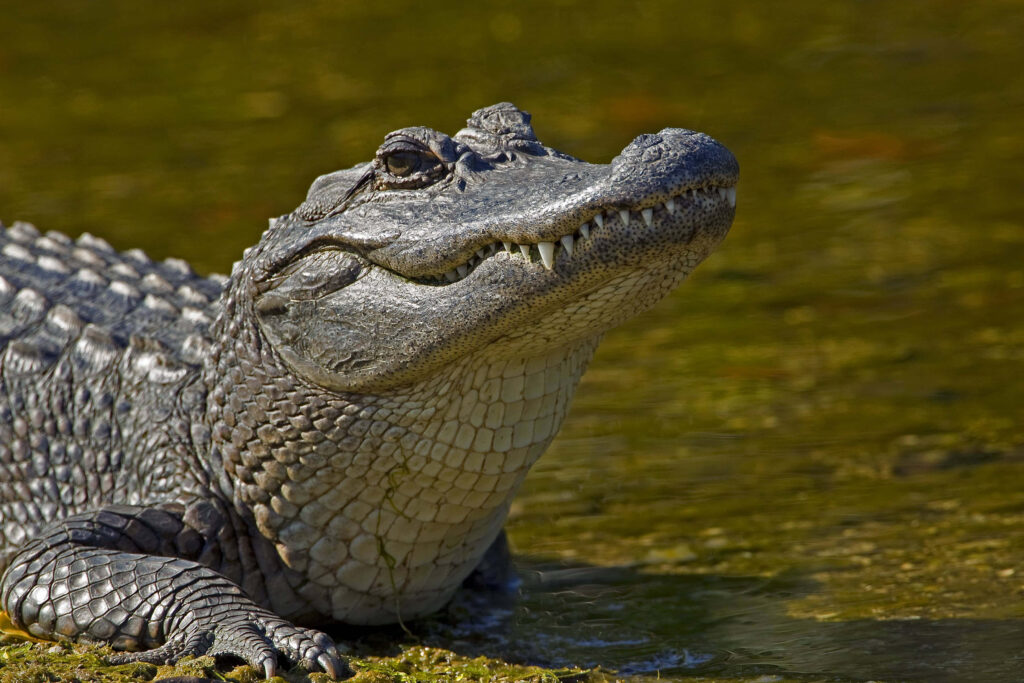 Close-Up Alligator Scales: Intricate Textures & Earthy Camouflage Wallpaper