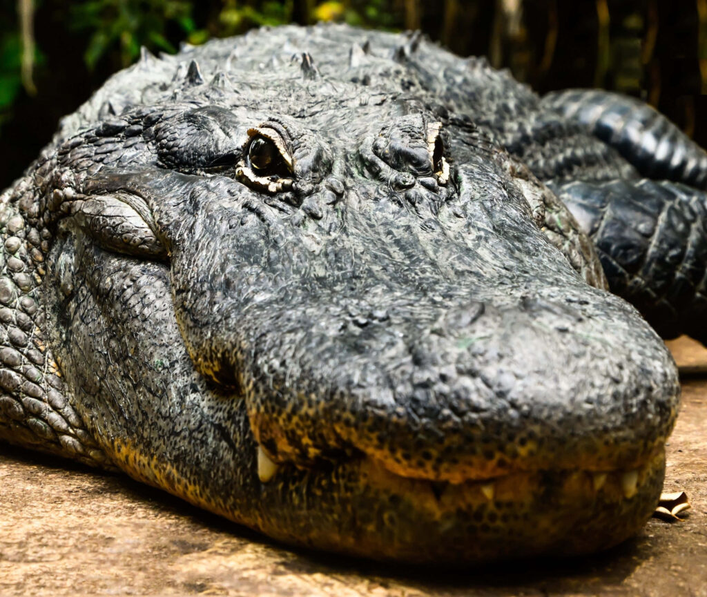 Close-Up of Alligator Snout: Textured Skin & Rugged Beauty Wallpaper