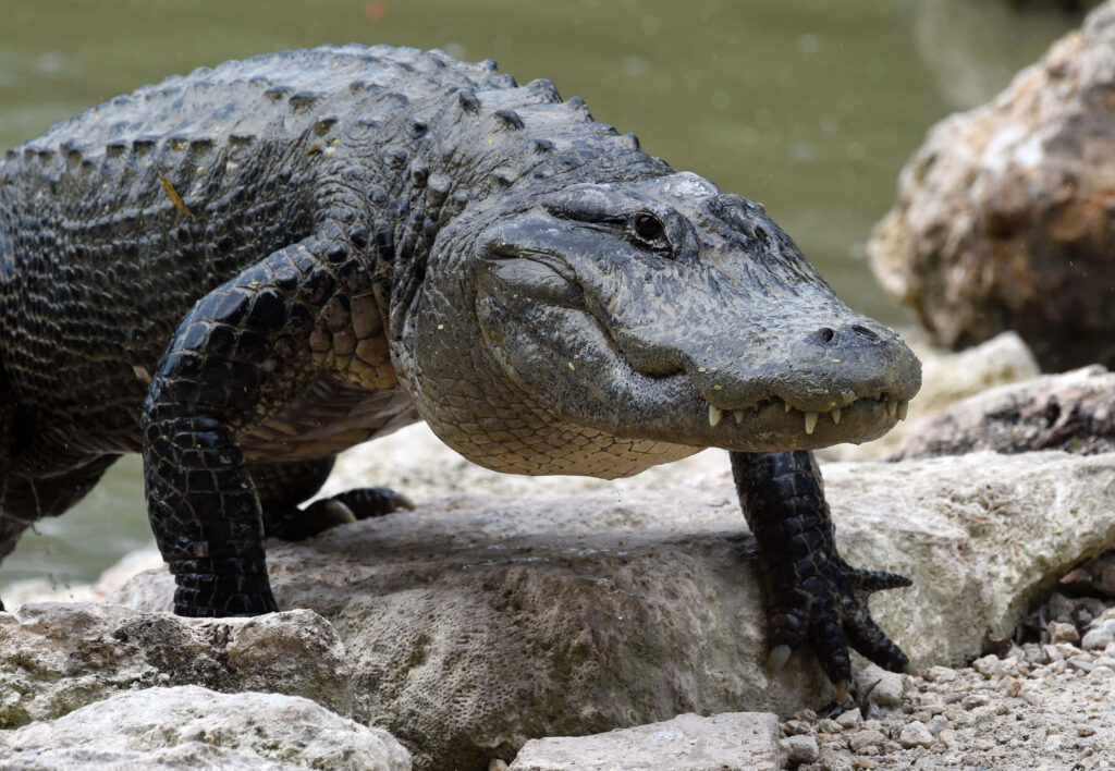 Close-Up of a Powerful Alligator on Rocky Terrain | Apex Predator Beauty Wallpaper