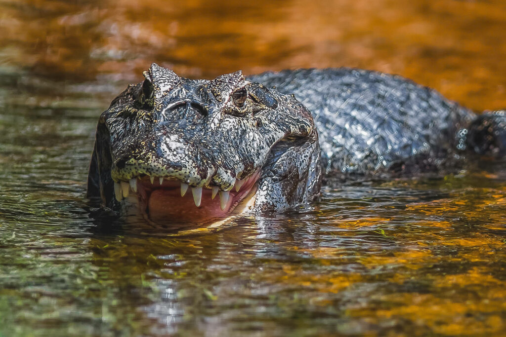 Close-Up Alligator Wallpaper: Powerful Predator in Water