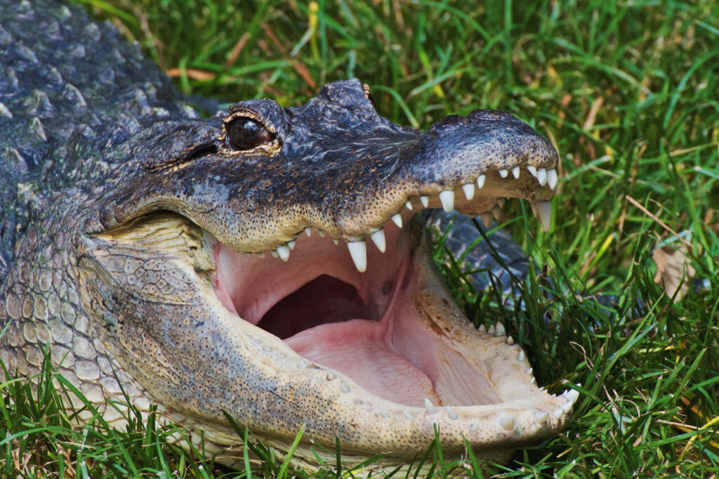 Stunning Alligator Close-Up: Sharp Teeth Amidst Lush Greens Wallpaper