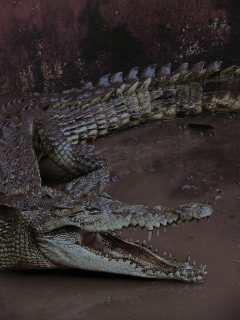 Close-Up Alligator Wallpaper: Sharp Teeth & Textured Scales