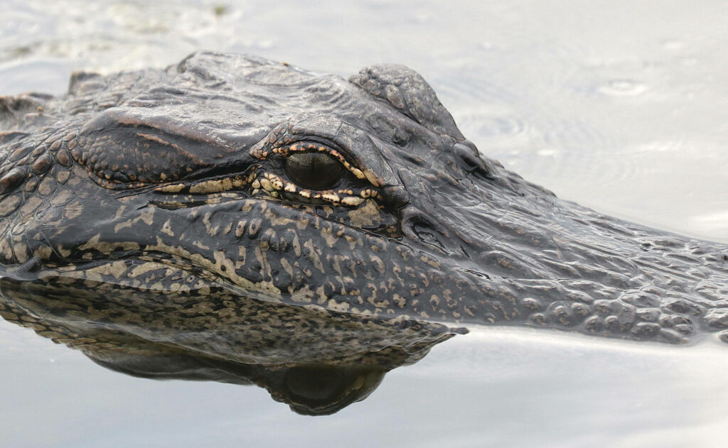 Alligator Close-Up: Stunning Textured Scales & Black Eyes Wallpaper