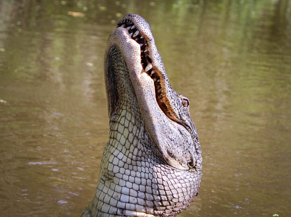 Majestic Alligator Close-Up: Textured Scales & Powerful Jaws Wallpaper