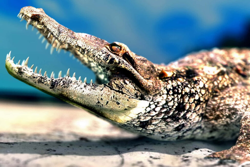 Close-Up Alligator Wallpaper: Textured Scales & Sharp Teeth