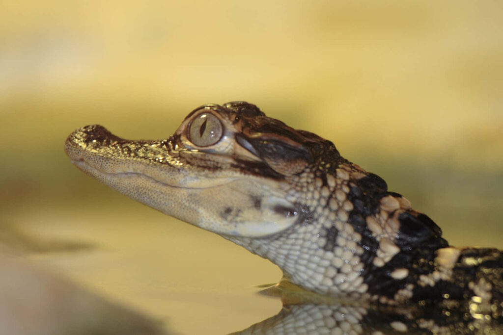 Close-Up Alligator Wallpaper: Stunning Scales & Piercing Eye Background