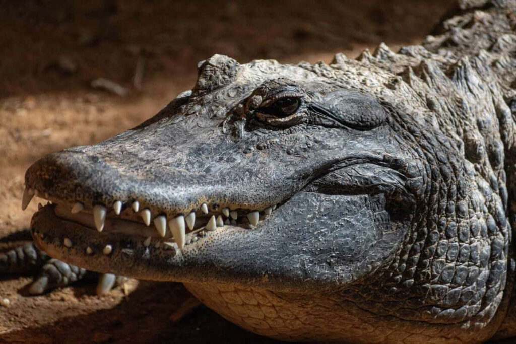 Alligator Close-Up: Textured Skin & Sharp Teeth in Natural Light Wallpaper