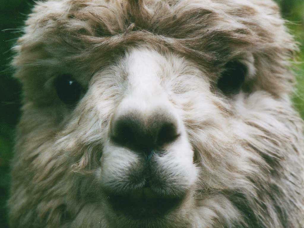Close-up of an alpaca face with soft fluffy fur and curious expression wallpaper background