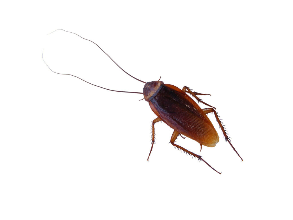 American Cockroach Close-Up: Reddish-Brown Detail on White Background Wallpaper
