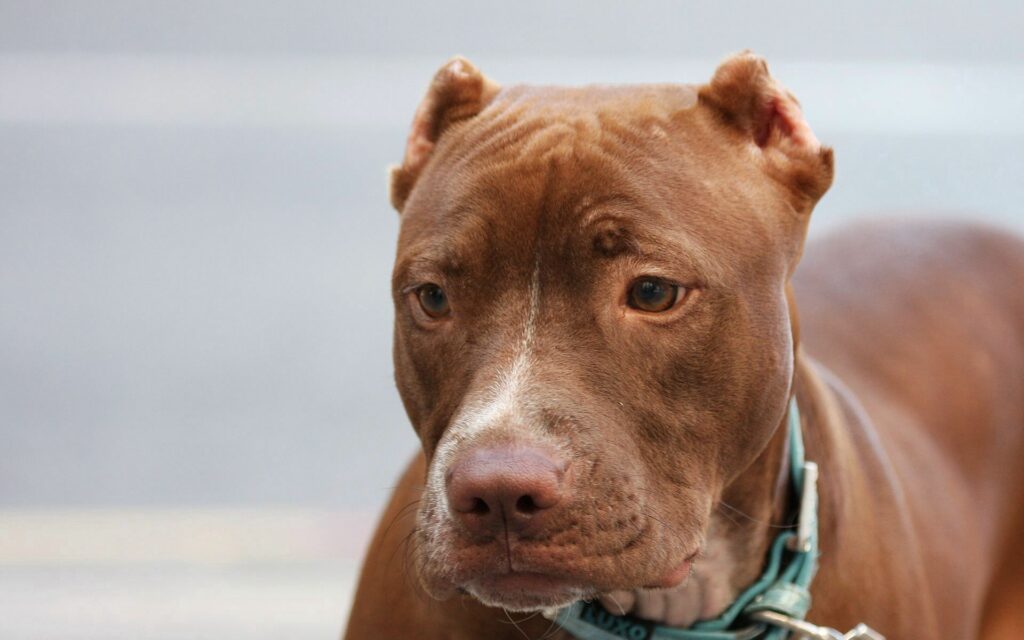 Close-Up of Focused American Pit Bull Terrier in Soft Blur Wallpaper