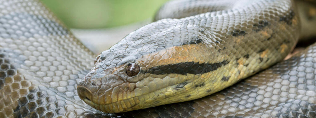 Close-up of anaconda snake showing textured scales and intense eyes detailed wallpaper background
