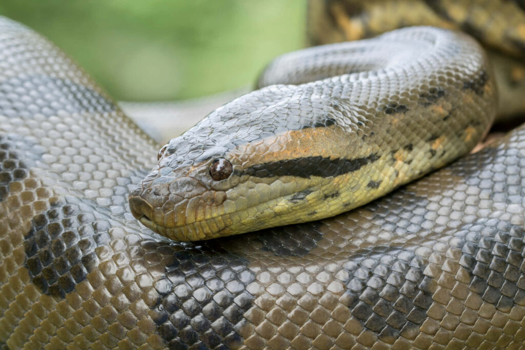 Close-up of anaconda snake scales and powerful body in natural detailed wallpaper background