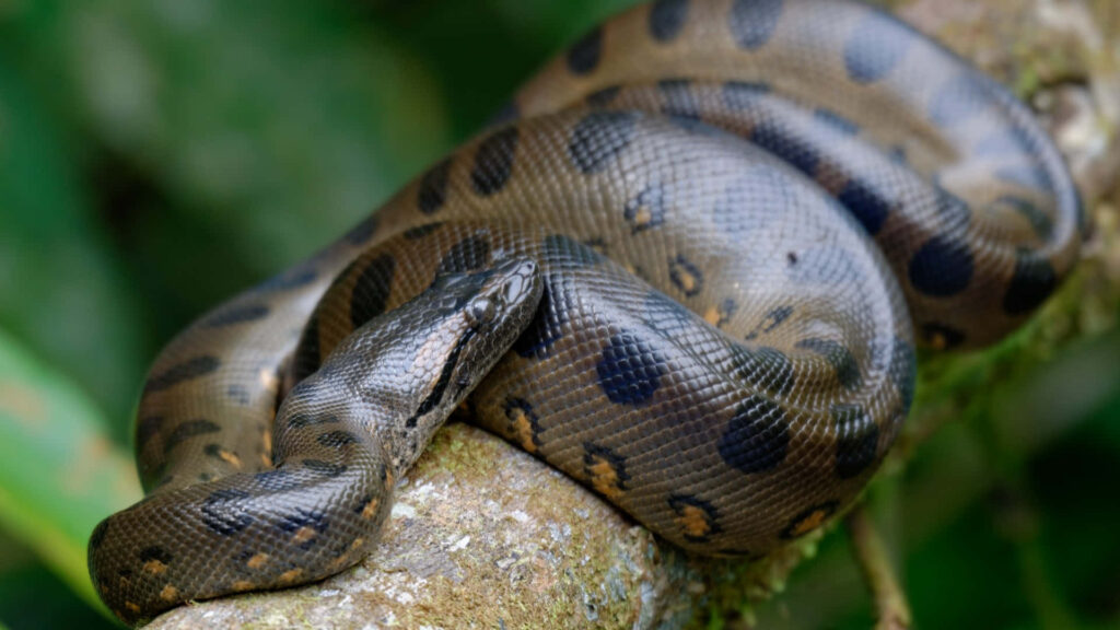 Close up of anaconda with patterned scales resting on tree branch in lush green jungle background Wallpaper