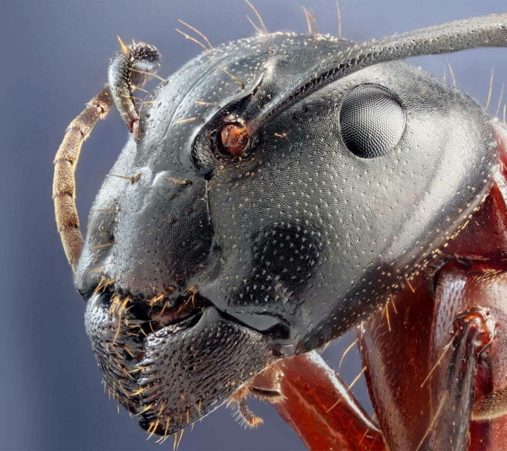 Intricate Ant Head Close-Up Wallpaper with Blurred Background