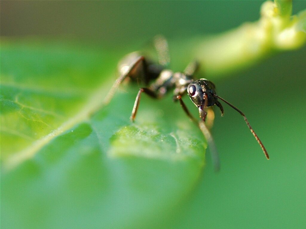 Close-Up Ant on Green Leaf: Vibrant Nature Wallpaper Background