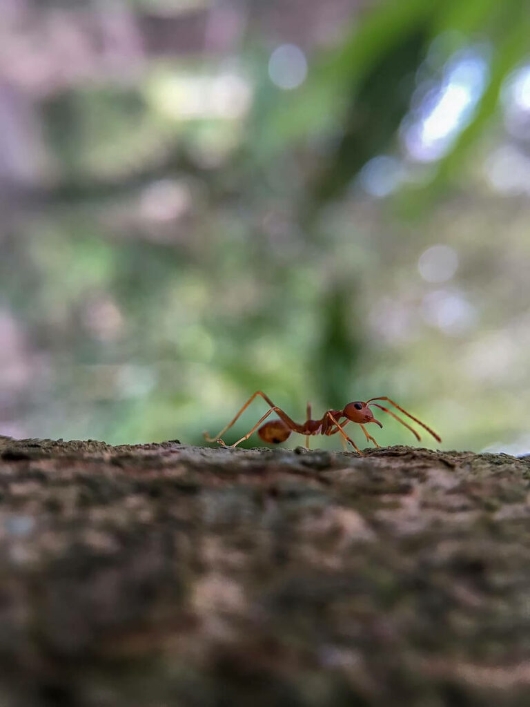 Close up of an ant exploring textured tree bark with a blurred natural green background wallpaper