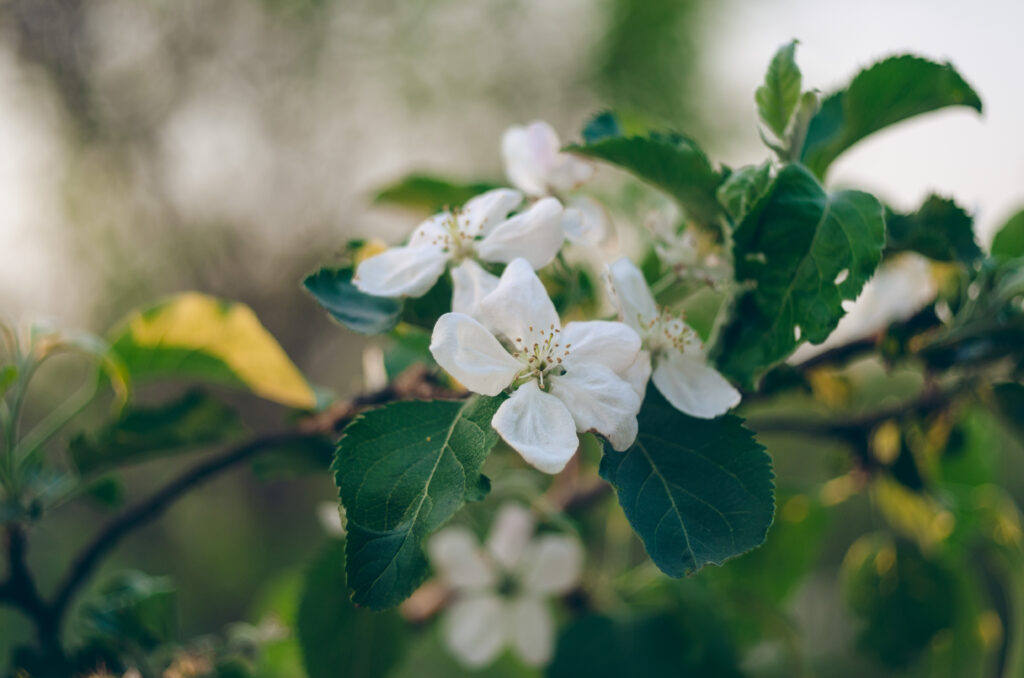 Close-Up of Delicate Apple Blossom Wallpaper - Springtime Beauty