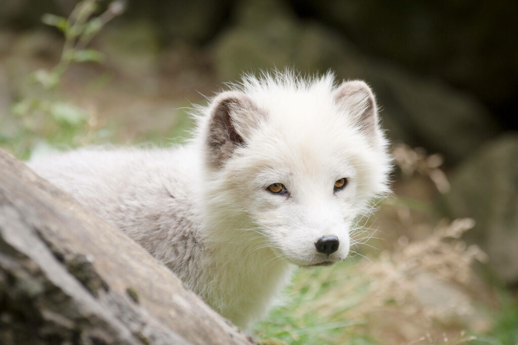 Close-Up Arctic Fox Wallpaper: Soft Fur & Alert Eyes