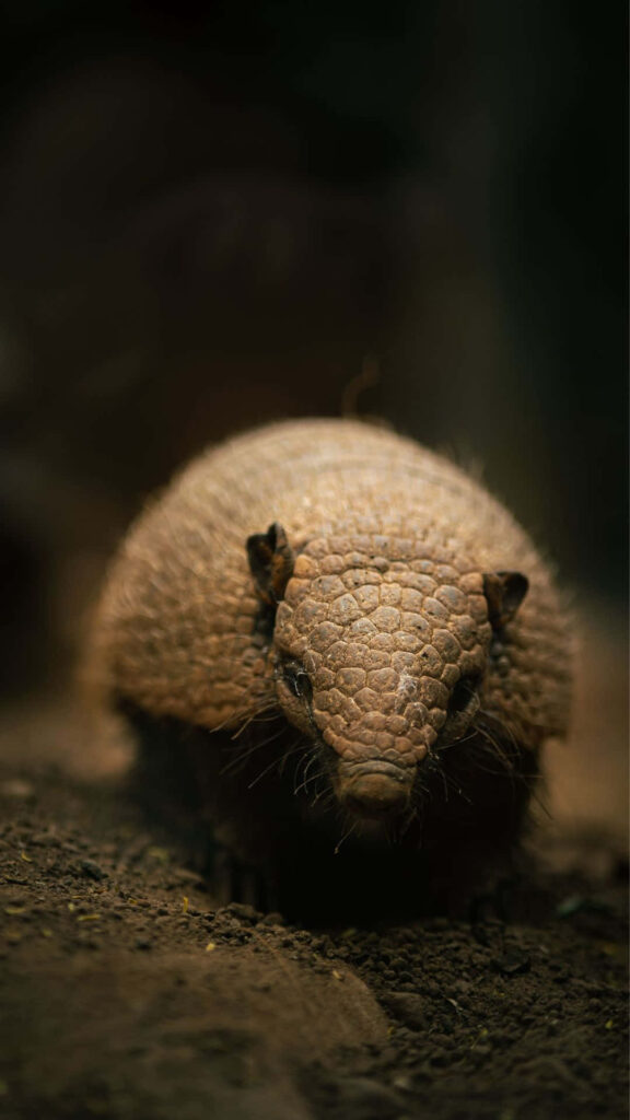 Close up portrait of armadillo showing detailed armored shell texture on earthy ground background Wallpaper