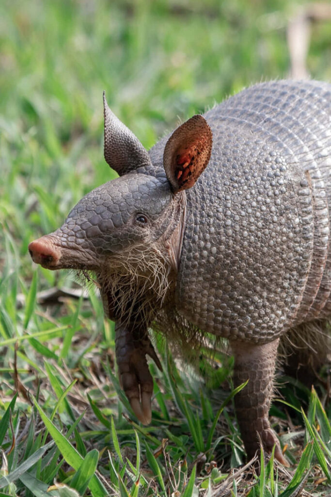 Close-up of armadillo walking in green grass showing textured armor and distinctive ears wallpaper