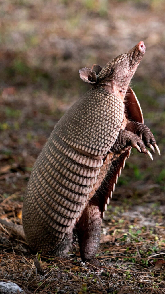 Close-up of armadillo standing upright showcasing textured armor and sharp claws outdoors Wallpaper