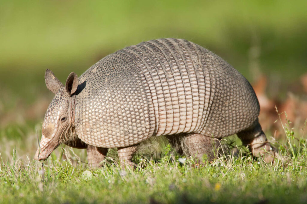 Close-Up of Armadillo in Grassy Field - Serene Nature Wallpaper