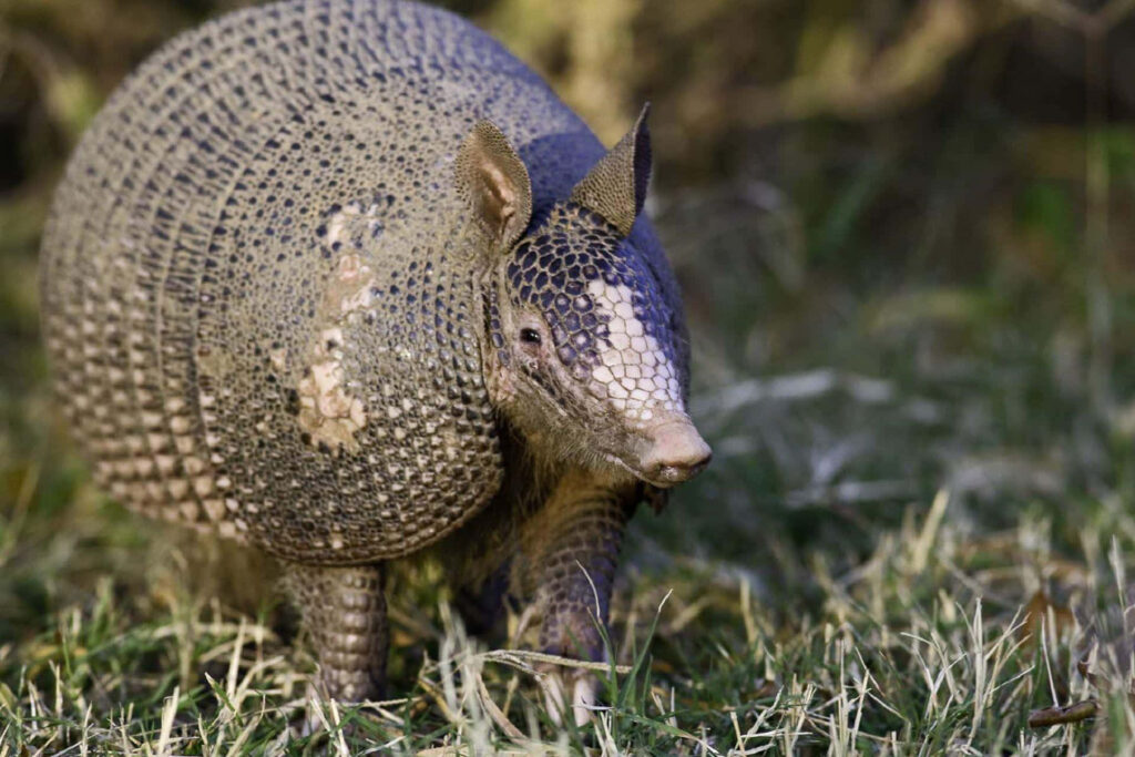 Close-up of armadillo on grass showing textured shell in natural habitat wallpaper background