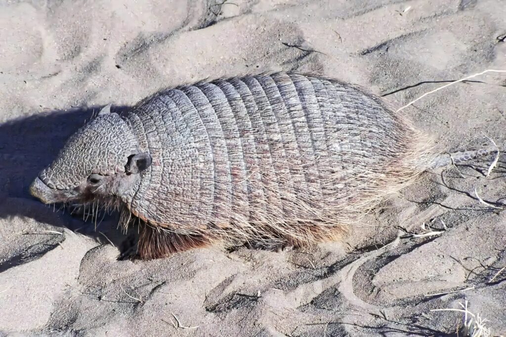 Close-up of armadillo walking on sunlit sand showing textured armor in natural habitat wallpaper