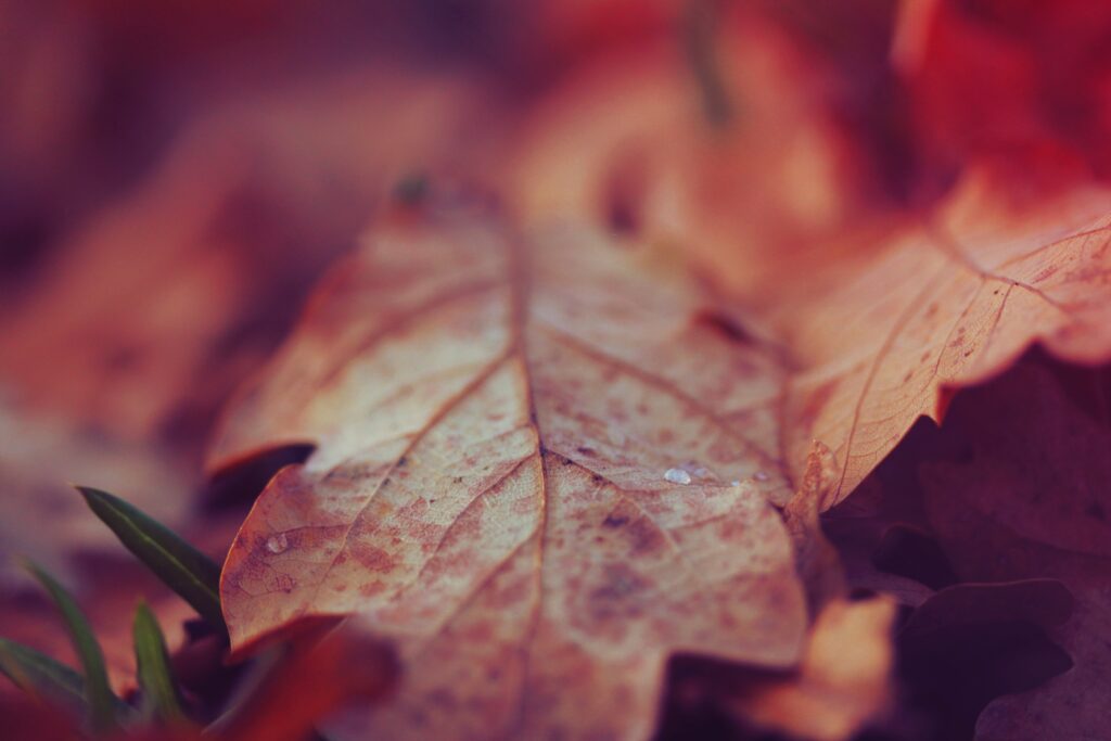 Close-Up of a Dry Autumn Leaf - Warm Fall Wallpaper Background