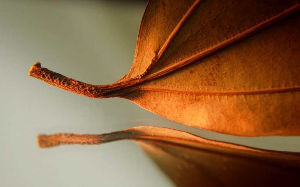 Intricate Autumn Leaf Close-Up Wallpaper: Veins & Texture Reflected