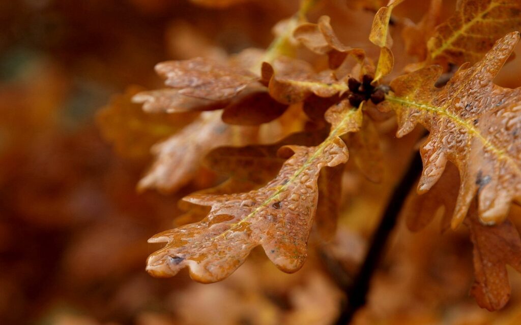 Serene Autumn Leaves Wallpaper: Detailed Close-Up with Water Droplets