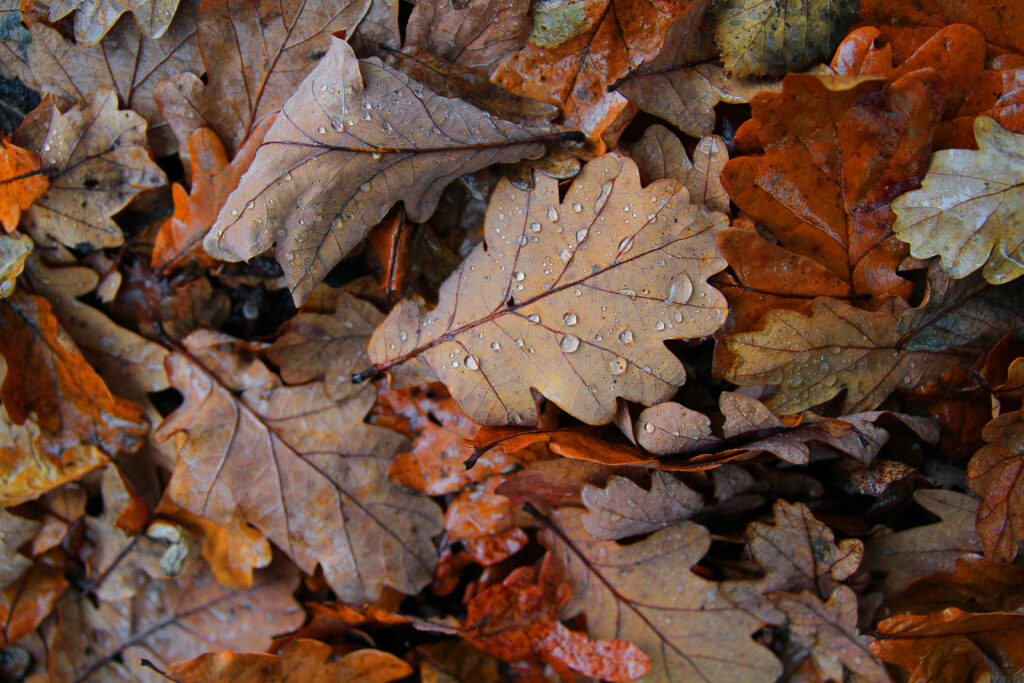 Autumn Leaves Close-Up: Water Droplet Textures for Wallpaper Background