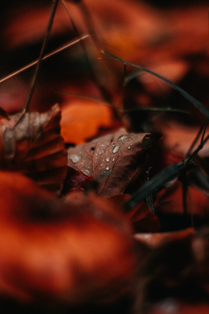Macro Autumn Wallpaper: Leaf with Water Droplets & Rich Textures