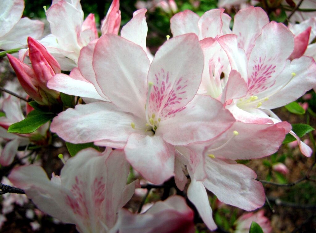 Close-Up Azalea Flowers Wallpaper: Delicate Pink Petals & Green Leaves