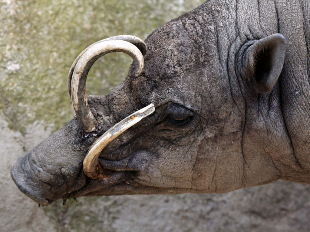 Close up of babirusa with distinctive upward tusks and textured skin natural wildlife wallpaper