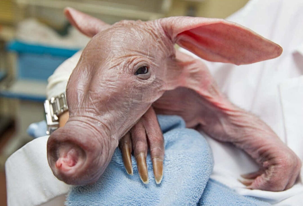 Charming Baby Aardvark Close-Up on Soft Blue Blanket Wallpaper