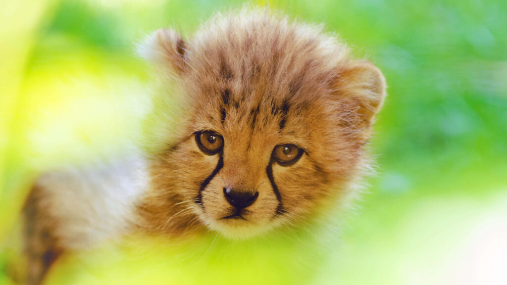 Captivating Baby Cheetah: Close-Up on Soft Green Background Wallpaper