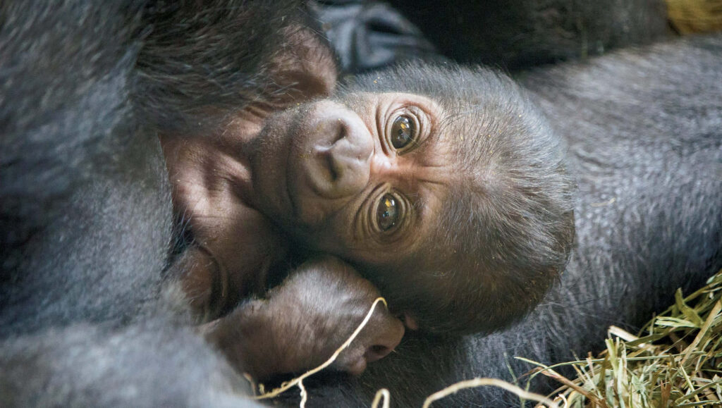 Close-Up of a Baby Gorilla in a Nurturing Family Habitat Wallpaper