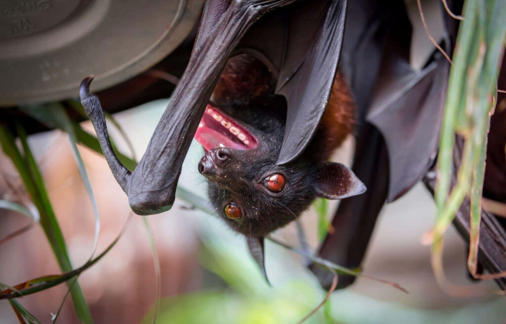Stunning Hanging Bat with Red Eyes Amidst Lush Green Foliage Wallpaper