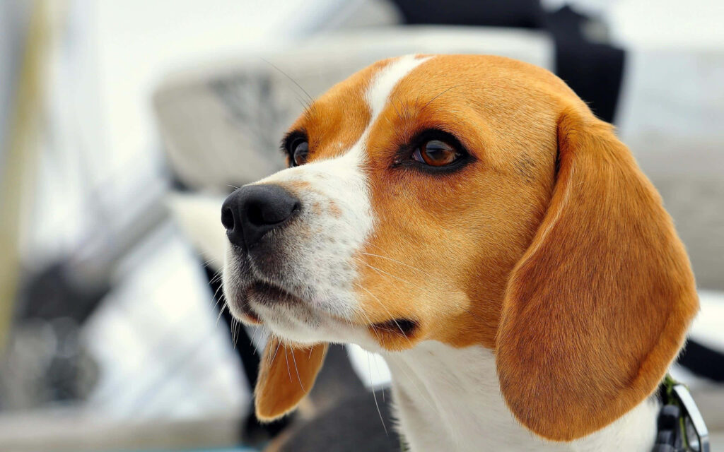 Beagle Close-Up Wallpaper: Expressive Eyes & Lovable Features
