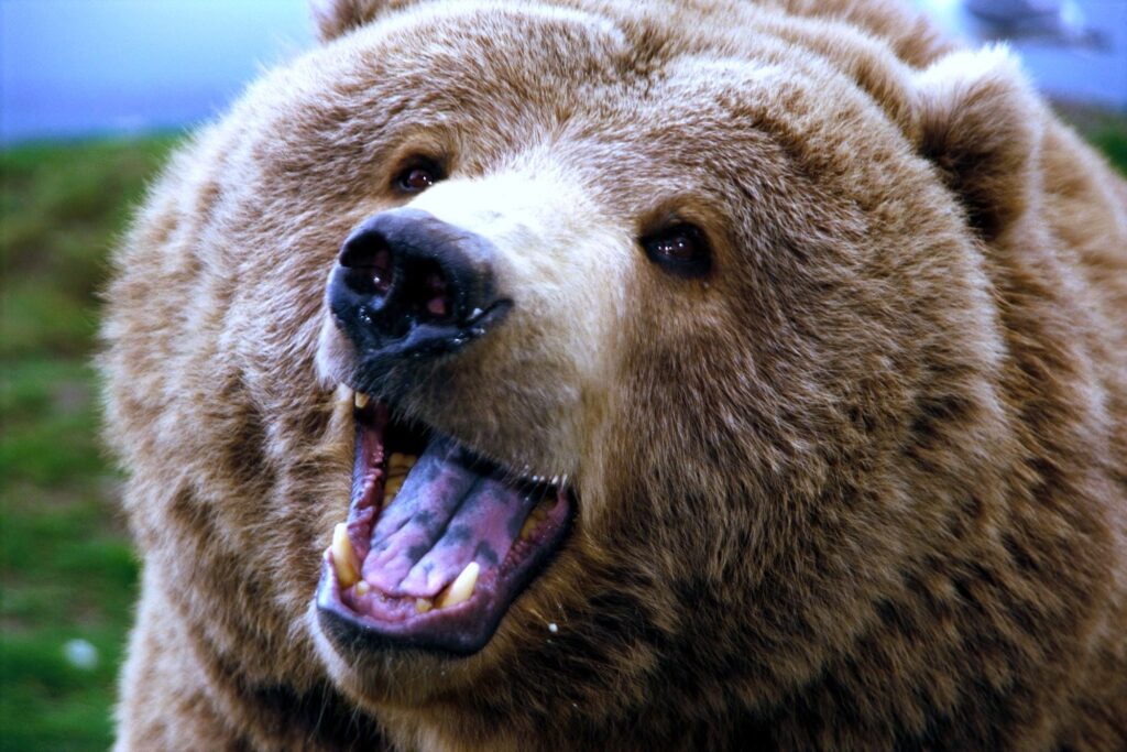 Powerful Bear Close-Up: Vivid Fur & Natural Background Wallpaper