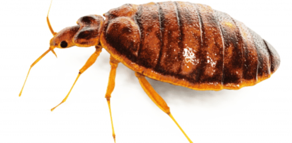 Close-Up Bedbug Wallpaper: Intricate Details & Textures