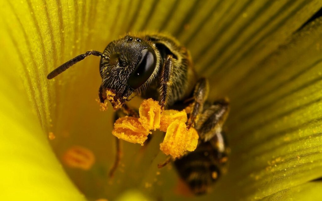 Vibrant Yellow Flower & Bee: Intricate Pollination Wallpaper
