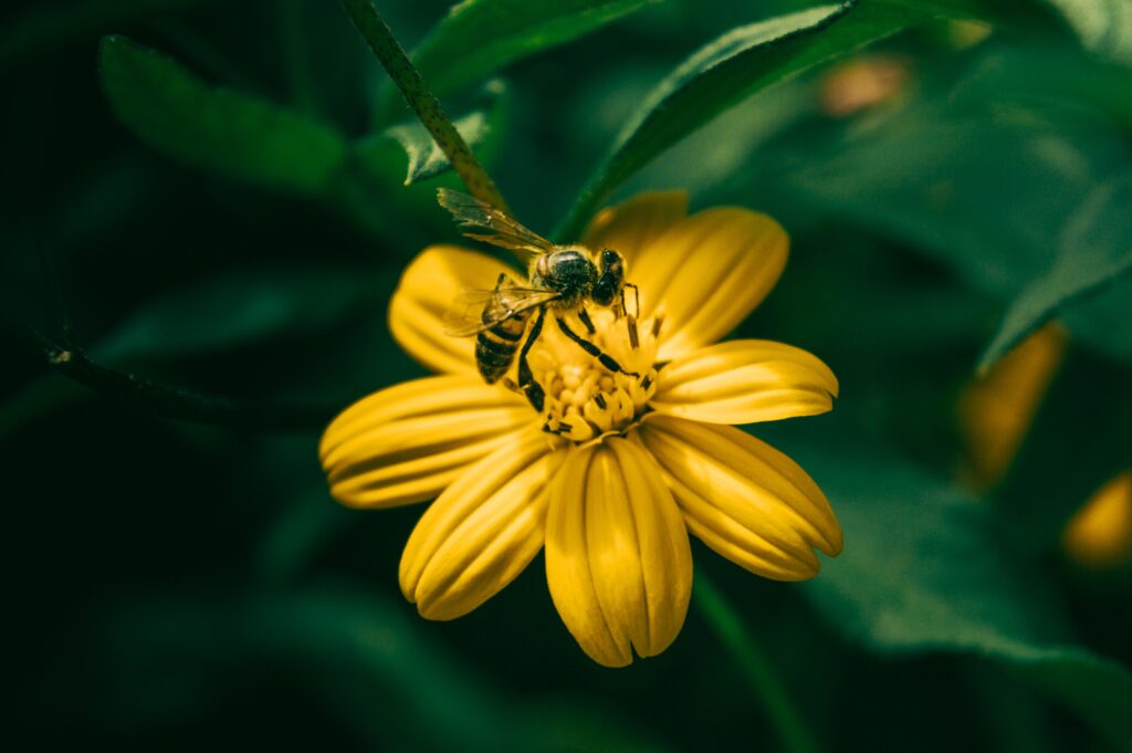 Close-Up of Bee Pollinating Yellow Flower with Soft Green Background Wallpaper