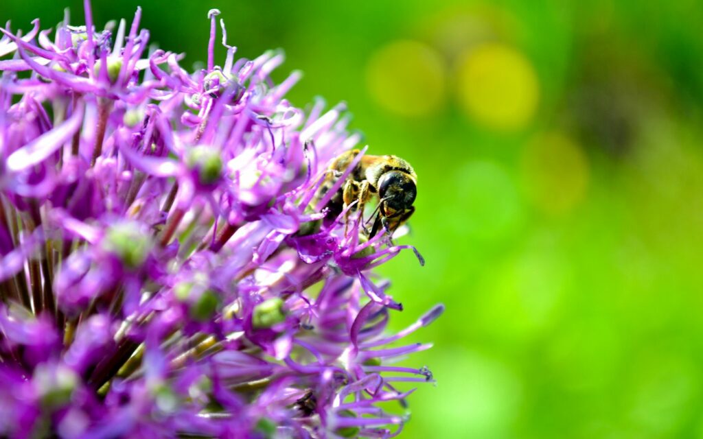 Vibrant Bee Pollination Wallpaper on Purple Flower - Nature Close-Up