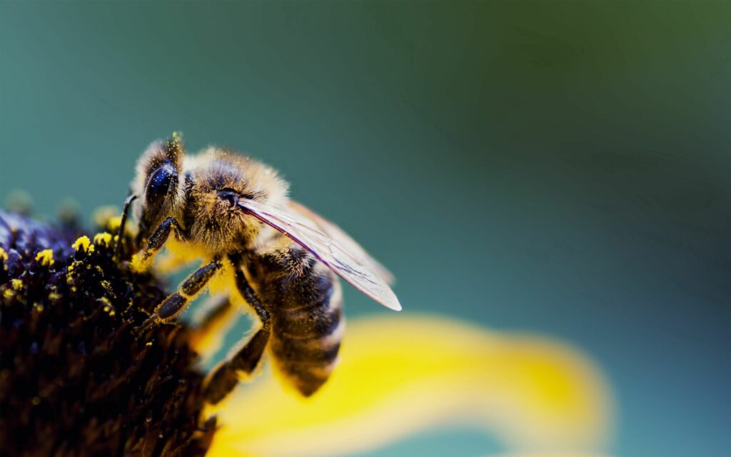 Close-Up Bee Collecting Pollen Wallpaper - Vibrant Floral Background
