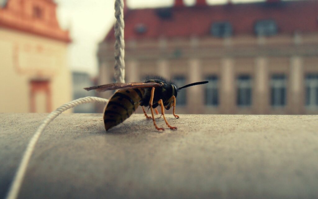 Close-Up Bee Wallpaper: Detailed Features & Urban Background